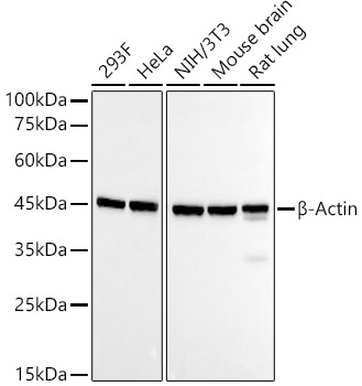 Western blot analysis of various lysates, using β-Actin Rabbit mAb at 1:120000 dilution.
Secondary antibody: HRP-conjugated Goat anti-Rabbit IgG at 1:10000 dilution.
Lysates/proteins: 25μg per lane.
Blocking buffer: 3% nonfat dry milk in TBST.
Detection: ECL Basic Kit .
Exposure time: 30s.