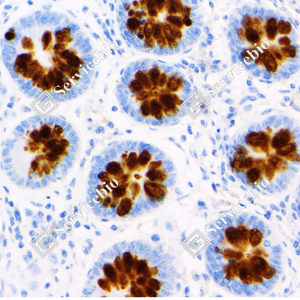 IHC analysis of MUC2(GB120002).<br/>Sample: Human colon, 4% PFA (G1101) 12-24h.<br/>Antigen retrieval: Citrate buffer (pH 6.0) (G1201), pressure cooker 2 min.<br/>Primary antibody: 1: 3000, 4℃ overnight.<br/>Secondary antibody: HRP conjugated Goat Anti-Mouse lgG (H+L) (GB23301), 1: 200, RT, 1h.