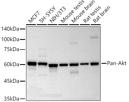Western blot analysis of various lysates using Pan-Akt Rabbit mAb at1:2000 dilution.Secondary antibody: HRP-conjugated Goat anti-Rabbit IgG at1:10000 dilution.Lysates/proteins: 25μg per lane.Blocking buffer: 3% nonfat dry milk in TBST.Detection: ECL Basic Kit .Exposure time: 10s.
