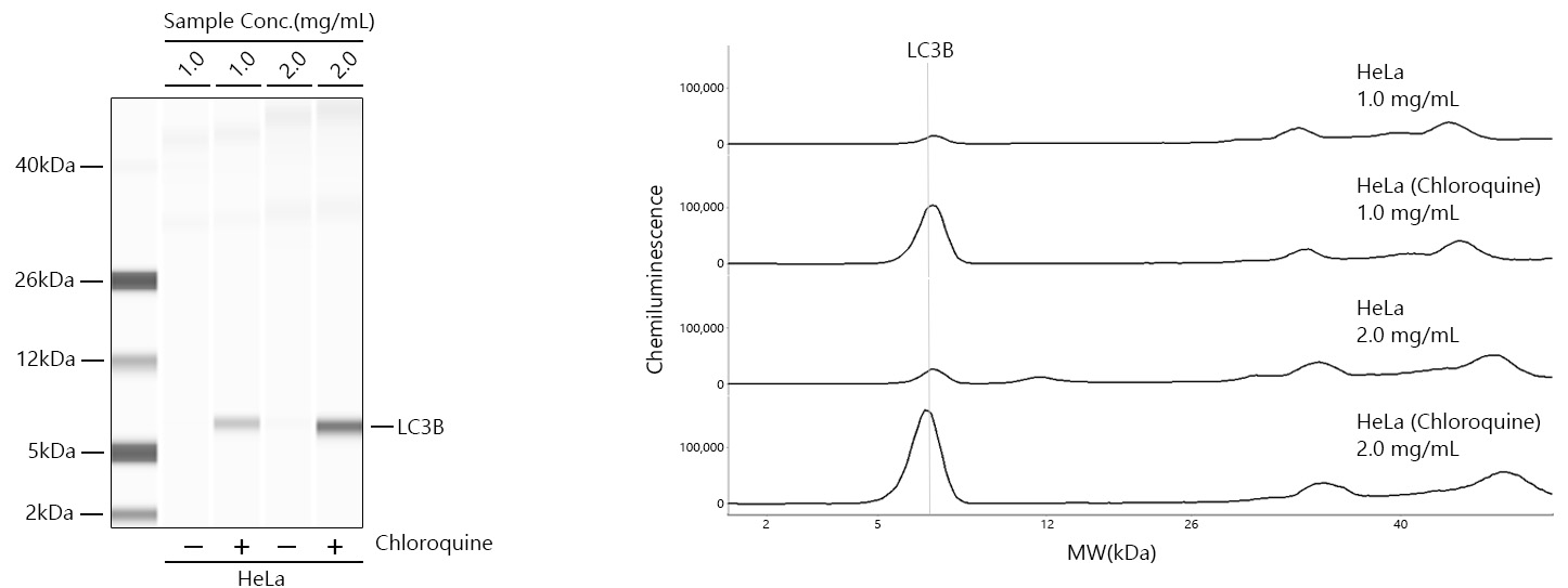 Western blot analysis of various lysates, using [KD Validated] LC3B Rabbit mAb  at 1:1000 dilution. 293T, C6 and NIH/3T3 cells were treated by Chloroquine  at 37℃ for 20 hours.
Secondary antibody: HRP-conjugated Goat anti-Rabbit IgG   at 1:10000 dilution.
Lysates/proteins: 25μg per lane.
Blocking buffer: 3% nonfat dry milk in TBST.
Detection: ECL Basic Kit .
Exposure time: 5s.