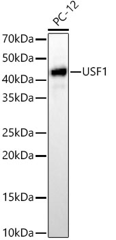 Western blot analysis of lysates from PC-12 cells, using [KD Validated] USF1 Rabbit mAb  at 1:10000 dilution.
Secondary antibody: HRP Goat Anti-Rabbit IgG   at 1:10000 dilution.
Lysates/proteins: 25μg per lane.
Blocking buffer: 3% nonfat dry milk in TBST.
Detection: ECL Basic Kit .
Exposure time: 60s.