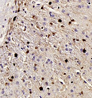 IHC analysis of S100B . Sample: Mouse brain , 4% PFA 12-24h. Antigen retrieval: Citrate buffer ,98℃,20 min. Blocking buffer: 3% BSA in PBS , RT, 30min. Primary antibody: 1: 2000, 4℃ overnight. Secondary antibody: HRP Goat Anti-Rabbit lgG , 1: 200 RT 1h.