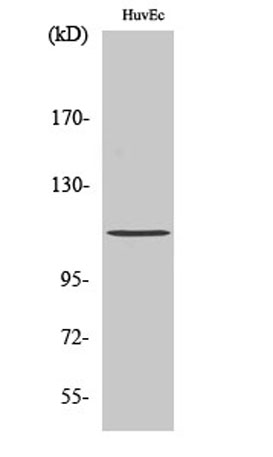 Western Blot analysis of various cells using Phospho-Rb (S807) Polyclonal Antibody diluted at 1:2000 cells nucleus extracted by Minute TM Cytoplasmic and Nuclear Fractionation kit (SC-003,Inventbiotech,MN,USA).