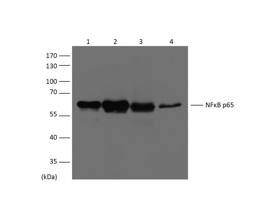 Western blot analysis of extracts from HeLa (Lane 1),MCF-7 (Lane 2), Mouse Liver (Lane 3), Rat Kidney (Lane 4), using NFκB p65 diluted at 1:1,500.