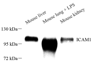 WB analysis of ICAM1 . Sample: Protein treated by RIPA Lysis Buffer . Blocking buffer: 3% Nonfat dry milk in TBST, RT, 1h. Primary antibody: 1: 1000, 4℃ overnight. Secondary antibody: HRP Goat Anti-Rabbit lgG , 1: 3000, RT, 1h.