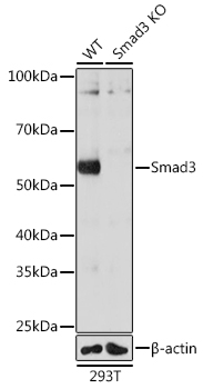 Western blot analysis of lysates from wild type  and Smad3 knockout  293T cells, using [KO Validated] Smad3 Rabbit mAb  at 1:1000 dilution.
Secondary antibody: HRP Goat Anti-Rabbit IgG   at 1:10000 dilution.
Lysates/proteins: 25μg per lane.
Blocking buffer: 3% nonfat dry milk in TBST.
Detection: ECL Basic Kit .
Exposure time: 10s.