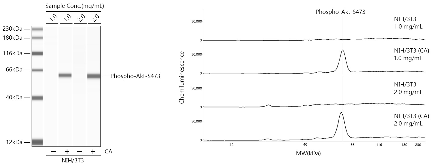 Western blot analysis of various lysates using Phospho-Akt-S473 Rabbit mAb (AP1208) at 1:1000 dilution. Both Jurkat and C6 cells were treated by Calyculin A (100 nM) at 37℃ for 30 minutes after serum-starvation overnight.
Secondary antibody: HRP-conjugated Goat anti-Rabbit IgG (H+L) (AS014) at 1:10000 dilution.
Lysates/proteins: 25μg per lane.
Blocking buffer: 3% nonfat dry milk in TBST.
Detection: ECL Basic Kit (RM00020).
Exposure time: 1s.