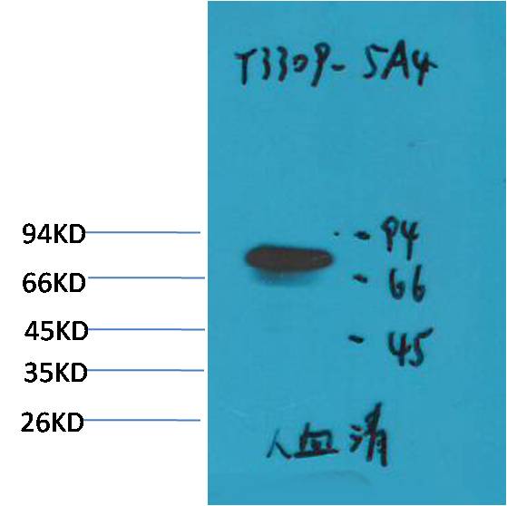 Western blot analysis of Human Serum with Transferrin Mouse mAb diluted at 1:2,000.