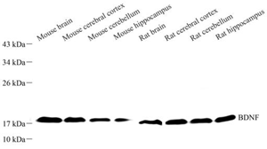 WB analysis of BDNF . Sample: Protein treated by RIPA Lysis Buffer . Blocking buffer: 3% Nonfat dry milk in TBST, RT, 1h. Primary antibody: 1: 1000, 4℃ overnight. Secondary antibody: HRP Goat Anti-Rabbit lgG , 1: 3000, RT, 1h.