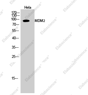 Western Blot analysis of Hela cells using MDM2 Polyclonal Antibody at dilution of 1:2000.