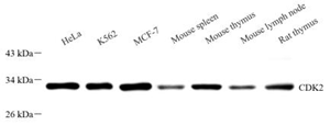Western blot analysis of Cdk2