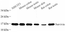 Western blot analysis of Survivin at dilution of 1: 600