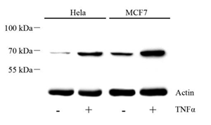 Western blot analysis of phospho-p65 at dilution of 1: 600 Lane1: HeLa untreated Lane2: HeLa treated with 20ng/mL TNFα for 20min, whole cell lysate Lane3: MCF7 untreated Lane4: MCF7 treated with 20ng/ml TNFα for 20min, whole cell lysate