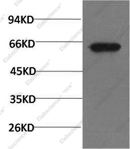 Western Blot analysis of PC3 cells using Phospho-AKT1 (Ser473) Monoclonal Antibody at dilution of 1:1000.