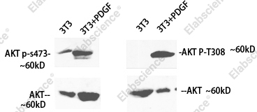 Western Blot analysis of 3T3 cells treated using Phospho-Pan-Akt (Ser473) Polyclonal Antibody at dilution of 1:1000