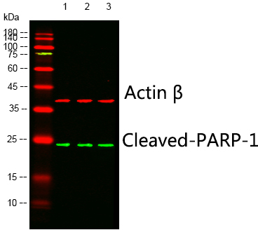 Western blot analysis of lysates from UV treated: 1) MCF-7, 2) 293T , 3)HELAcells, (Green) primary antibody was diluted at 1:1000, 4°over night, Dylight800 secondary  antibody was diluted at 1:10000, 37°1hour. (Red) Actin β Monoclonal Antibody(5B7) (Immunoway:YM3028)
antibody was diluted at 1:5000 as loading control, 4° over night, Dylight 680 secondary antibody was diluted at 1:10000, 37° 1hour.