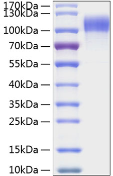 Immobilized Human EGFR at 5 μg/mL (100 μL/well) can bind Human EGF with a linear range of 7-25ng/mL.