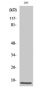 Western Blot analysis of 293 cells using Cleaved-Caspase-3 p17 (D175) Polyclonal Antibody