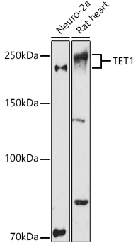 Western blot analysis of various lysates using TET1 Rabbit pAb at 1:1000 dilution.
Secondary antibody: HRP-conjugated Goat anti-Rabbit IgG (H+L) at 1:10000 dilution.
Lysates/proteins: 25μg per lane.
Blocking buffer: 3% nonfat dry milk in TBST.
Detection: ECL Enhanced Kit
Exposure time: 180s.