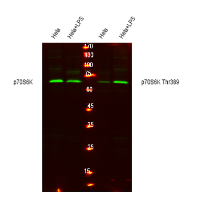Western blot analysis of lysates from Hela cells, treated with LPS 100ng/ml 30', using total P70 S6 Kinase Antibody and P70 S6 Kinase (phospho T389) antibody.(Green) primary antibody was diluted at 1:1000, 4°over night, s