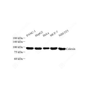 WB analysis of Calnexin.Sample: Protein treated by RIPA Lysis Buffer .Blocking buffer: 3% Nonfat dry milk in TBST, RT, 1h.Primary antibody: 1: 1000, 4℃ overnight.Secondary antibody: HRP conjugated Goat Anti-Rabbit lgG , 1: 5000, RT, 1h.