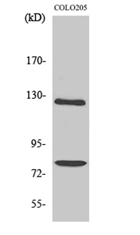 Western Blot analysis of various cells using COL1A2 Polyclonal Antibody diluted at 1:1000