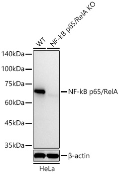Western blot analysis of lysates from wild type (WT) and NF-kB p65/RelA knockout (KO) HeLa cells using [KO Validated] NF-kB p65/RelA Rabbit mAb  at 1:10000 dilution incubated overnight at 4℃.
Secondary antibody: HRP-conjugated Goat anti-Rabbit IgG (H+L) at 1:10000 dilution.
Lysates/proteins: 25 μg per lane.
Blocking buffer: 3% nonfat dry milk in TBST.
Detection: ECL West Pico Plus.      
Exposure time: 30s.
