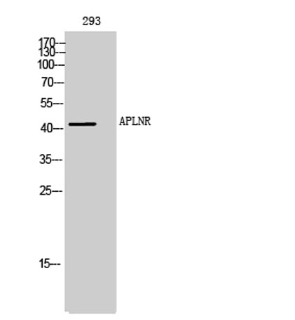 Western Blot analysis of 293 cells using APLNR Polyclonal Antibody