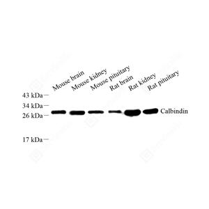WB analysis of Calbindin.Sample: Protein treated by RIPA Lysis Buffer .Blocking buffer: 3% Nonfat dry milk in TBST, RT, 1h.Primary antibody: 1: 500, 4℃ overnight.Secondary antibody: HRP conjugated Goat Anti-Rabbit lgG , 1: 5000, RT, 1h.