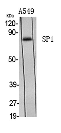 Western Blot analysis of various cells using Sp1 Polyclonal Antibody