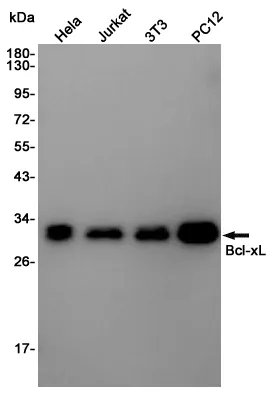 Western blot analysis of Bcl-XL in Hela, Jurkat, 3T3, PC-12 lysates using Bcl-XL antibody.
