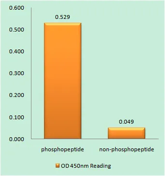 Enzyme-Linked Immunosorbent Assay (Phospho-ELISA) for Immunogen Phosphopeptide (Phospho-left) and Non-Phosphopeptide (Phospho-right), using STAT6 (Phospho-Tyr641) Antibody