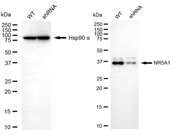 Western blotting analysis using NR5A1 antibody. NR5A1 expression in wild-type (WT) and NR5A1 shRNA knockdown (KD) HT-1080 cells with 20 μg of total cell lysates. Hsp90 α serves as a loading control. The blot was incubated with NR5A1 antibody  1:2,000) and HRP-conjugated goat anti-mouse secondary antibody ( 1:10,000) respectively.