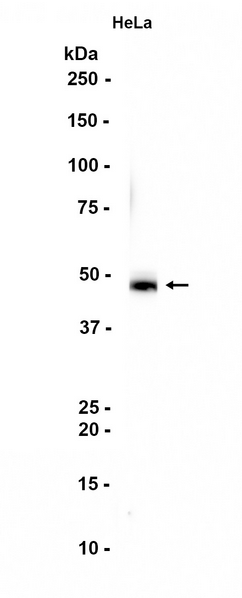 Western blot analysis of extracts from HeLa cells using Beta Arrestin 2 Rabbit Antibody at 1:1000.