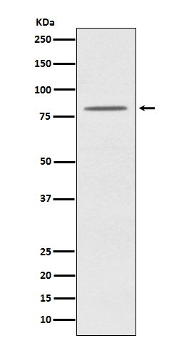 Western blot analysis of OPA1 expression in HeLa cell lysate.