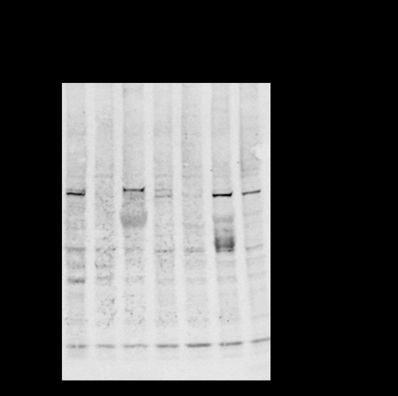 Various whole cell lysates were separated by 4-20% SDS-PAGE, and the primary antibody was used at 4℃, over night with a 1:5000 dilution. Lane1: Jurkat - Human acute T cell leukemia cells Lane2: MCF7 - Human breast cancer Lane3: SH-SY5Y - Human neuroblastoma cells Lane4: NIH-3T3 - NIH mouse fibroblasts Lane5: RAW264.7 - Mouse mononuclear macrophage leukemia cells Lane6: C6 - Rat glioma cells Lane7: PC-12 - Pheochromocytoma in rats Predicted band size: 82kDa Observed band size: 82kDa