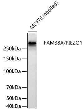 Western blot analysis of lysates from MCF7 cells using [KO Validated] FAM38A/PIEZO1 Rabbit mAb  at 1:1000 dilution incubated at room temperature for 1.5 hours.