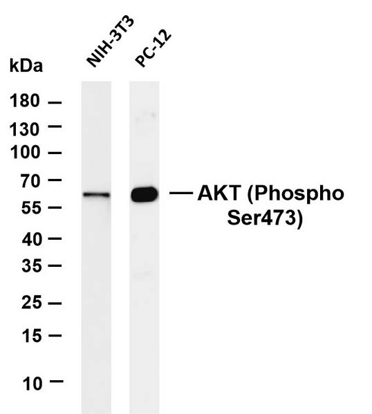Various whole cell lysates were
separated by 4-20% SDS-PAGE, and
the membrane was blotted with antiAKT (Phospho Ser473) antibody.
The HRP-conjugated Goat anti-Rabbit
IgG (H + L) antibody was used to detect
the antibody.
Lane 1: NIH-3T3
Lane 2: PC-12
Observed band size: 60kDa