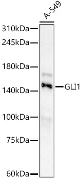 Western blot analysis of lysates from A-549 cells using GLI1 Rabbit at 1:1000 dilution incubated overnight at 4℃.
Secondary antibody: HRP-conjugated Goat anti-Rabbit IgG (H+L) at 1:10000 dilution.
Lysates/proteins: 25μg per lane.
Blocking buffer: 3% nonfat dry milk in TBST.
Detection: ECL West Pico Plus
Exposure time: 60s.