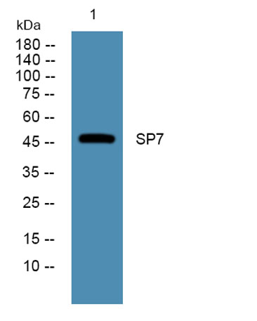 Western blot analysis of lysates from HCT116 cells, primary antibody was diluted at 1:1000, 4°over night