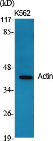 Western Blot analysis of various cells using Actin Polyclonal Antibody diluted at 1:2000