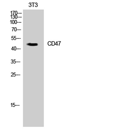 Western Blot analysis of 3T3 cells using CD47 Polyclonal Antibody. Secondary antibody(catalog#:RS0002) was diluted at 1:20000