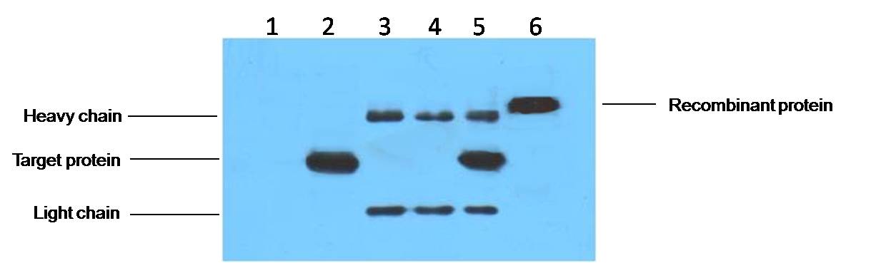 IP antibody use：5ug His Mouse IgG1 per ml Lysate，WB 1:3000  1、untransfected 293 cell lysate  2、transfected 293 cell lysate with His-tag fusion protein  3、IP (untransfected 293+anti-His mAb+ Protein G agarose)  4、IP (transfected 293+ normal Mouse IgG+Prote