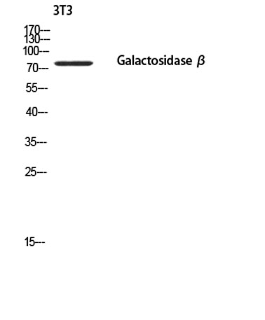 Western blot analysis of 3T3 using Galactosidase β antibody. Secondary antibody(catalog#:RS0002) was diluted at 1:20000