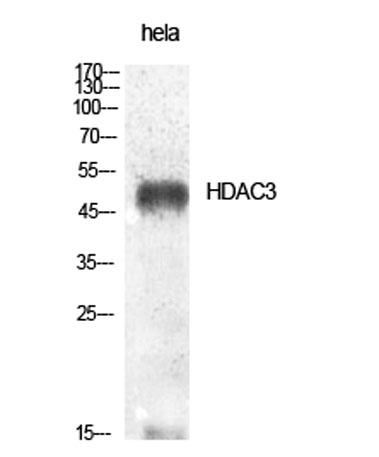 Western Blot analysis of various cells using HDAC3 Polyclonal Antibody diluted at 1:1000