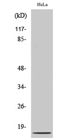 Western Blot analysis of various cells using IL-8 Polyclonal Antibody