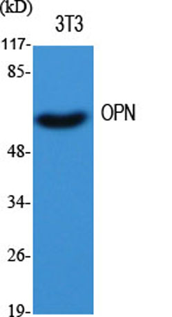 Western Blot analysis of various cells using OPN Polyclonal Antibody diluted at 1:500