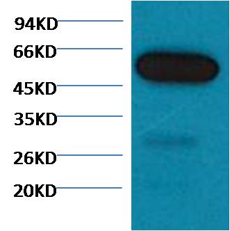 Western blot analysis of Zebrafish skeletal muscle with ABE1119 diluted at 1:5,000.
