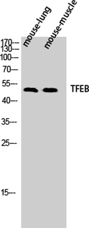 Western Blot analysis of mouse-lung mouse-muscle cells using TFEB Polyclonal Antibody diluted at 1:500