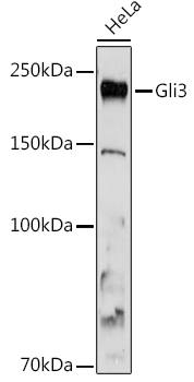 Western blot analysis of extracts of HeLa cells, using Gli3 antibody at 1:1000 dilution.
Secondary antibody: HRP Goat Anti-Rabbit IgG (H+L) at 1:10000 dilution.
Lysates/proteins: 25μg per lane.
Blocking buffer: 3% nonfat dry milk in TBST.
Detection: ECL West Pico Plus.
Exposure time: 180s.